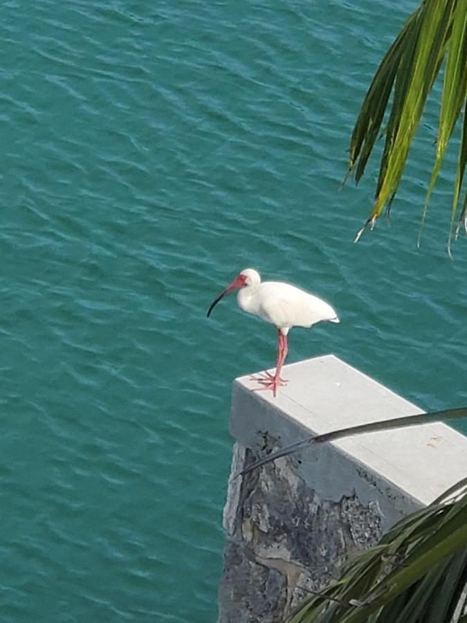 Dolphin Cove (Adults Only) Villa Freeport Bagian luar foto